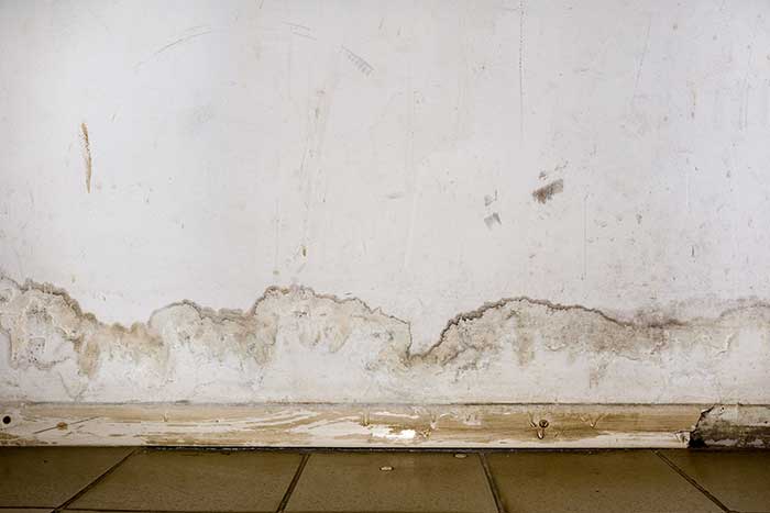 Mold Remediation Services Mold Remediation Services