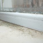 Black Mold Fungus Growing On Windowsill Dampness Problem Concept Condensation On The Window