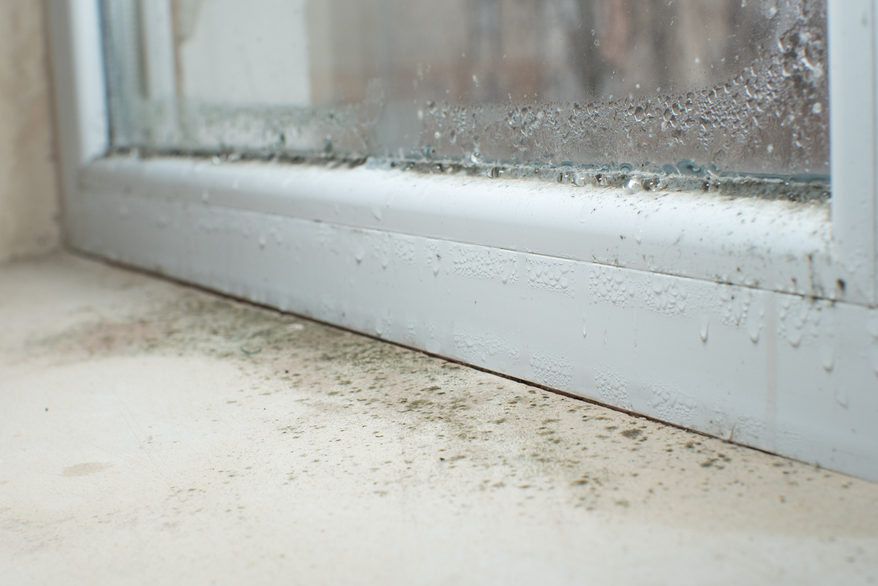 Black Mold Fungus Growing On Windowsill Dampness Problem Concept Condensation On The Window